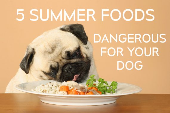 my dog is not eating food in summer