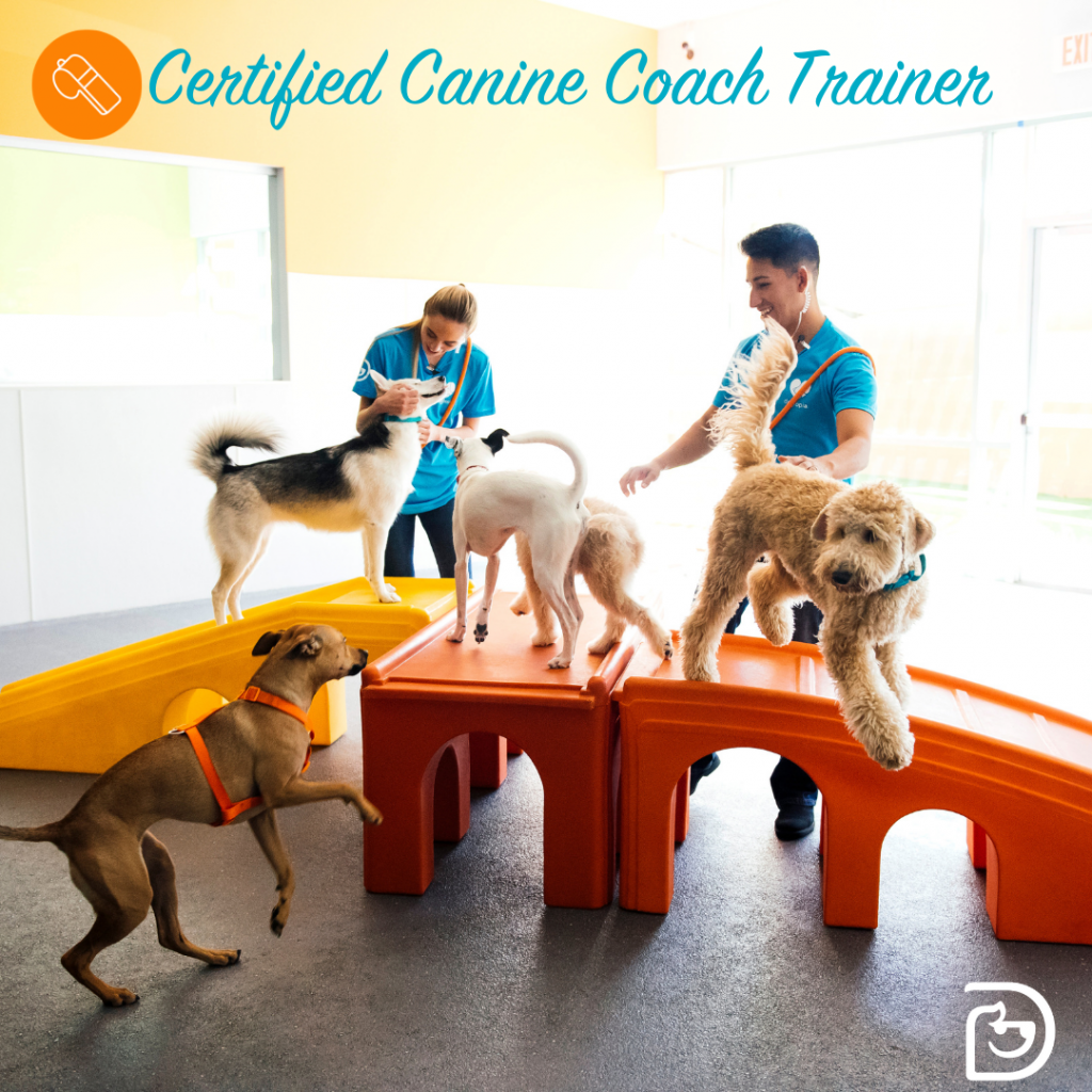 Certified Canine Coach Trainer Meadowvale