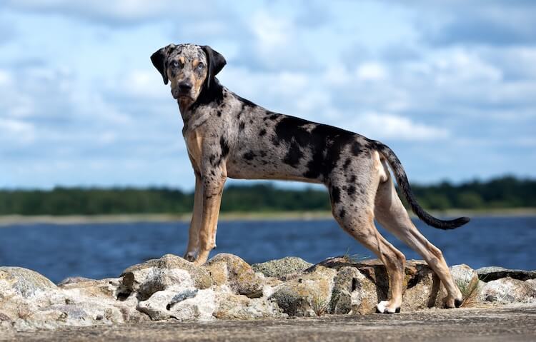 National Catahoula Day! - Meadowvale