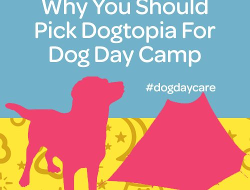 why you should pick dogtopia for dog day camp