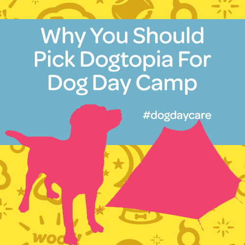 why you should pick dogtopia for dog day camp