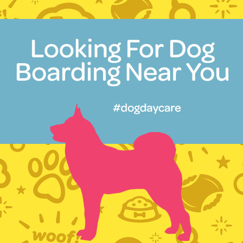New Dog Boarding Near You! Commerce