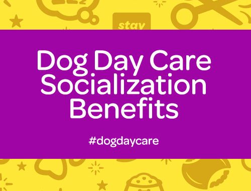 dog day care socialization in commerce twp mi