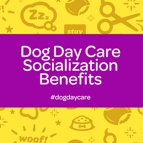 Commerce Dog Daycare Socialization Benefits Commerce