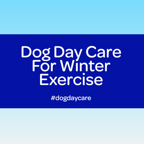 dog day care winter exercise for dogs commerce twp mi