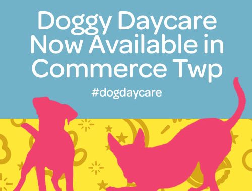 doggy daycare now available in commerce twp mi