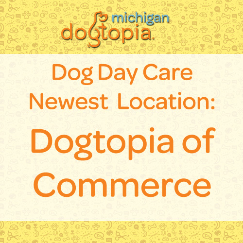 new dog day care dogtopia of commerce