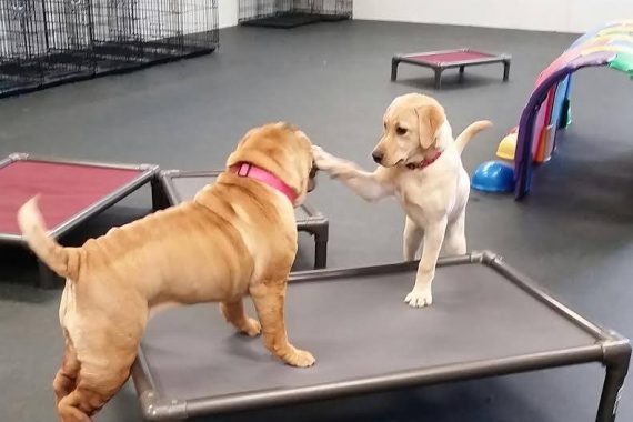 boarding a puppy