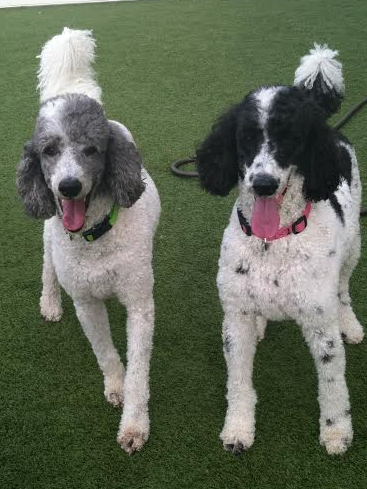 dog training commerce township mi