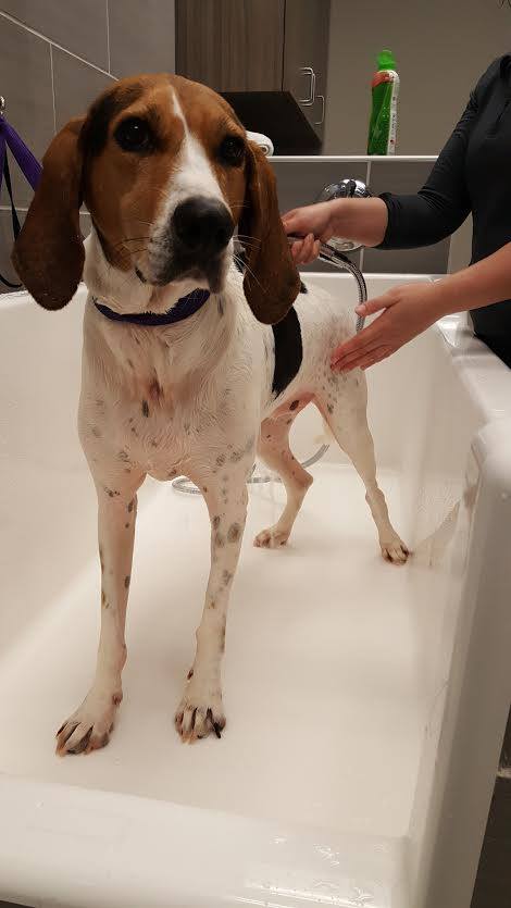 dog wash commerce township mi