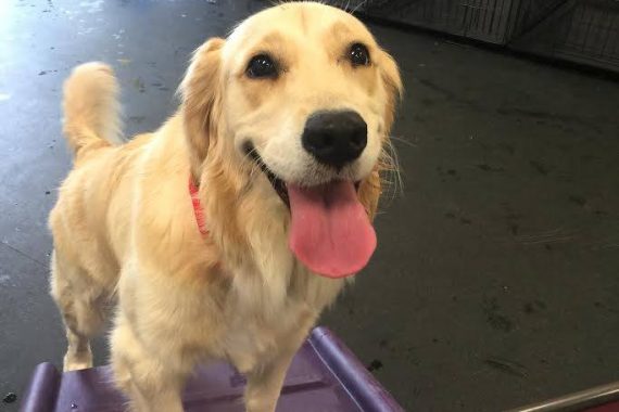 dog boarding at a dog kennel commerce twp mi