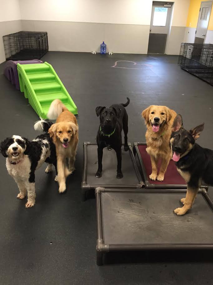 Avoid Dog Boarding Kennel Stress This Holiday Season Commerce