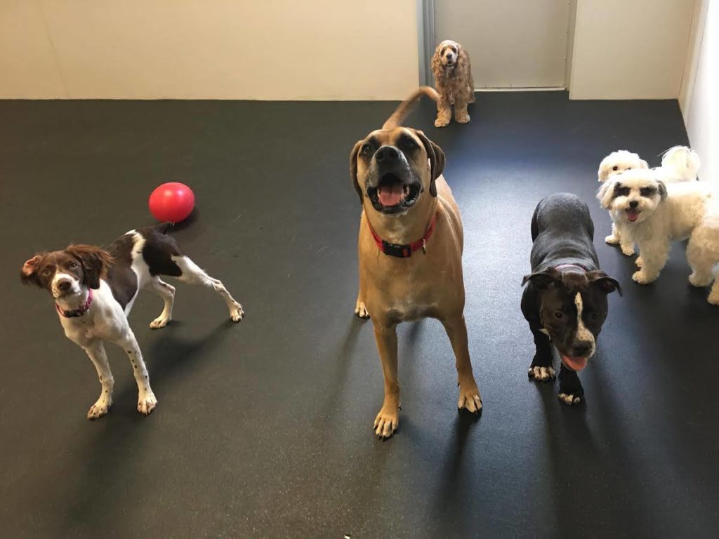 Holiday Dog Boarding Available Commerce