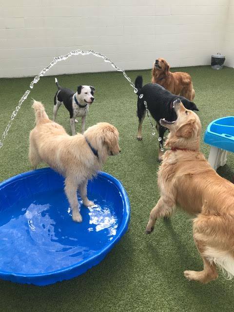 doggy day care near me commerce twp mi