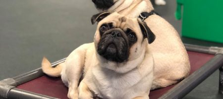dog boarding for sibling dogs