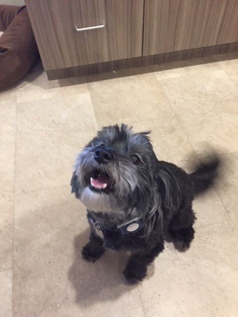 puppy socialization in commerce twp & novi