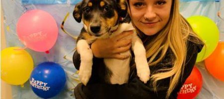 puppy boarding commerce mi