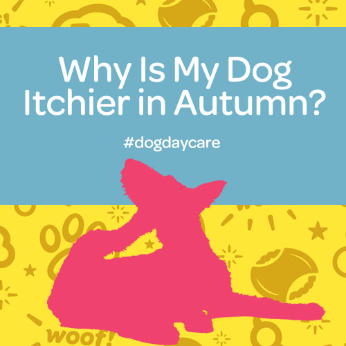why is my dog itchier in fall