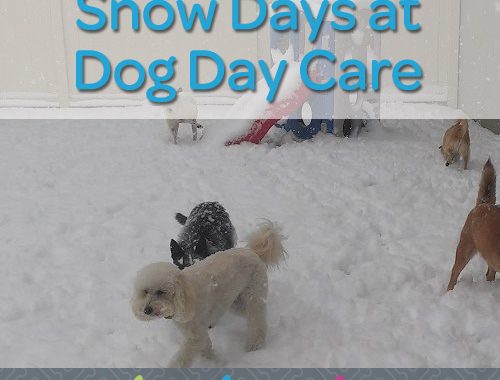 snow days at dog day care in bloomfield hills mi