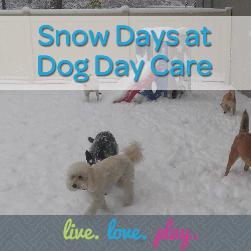 snow days at dog day care in bloomfield hills mi