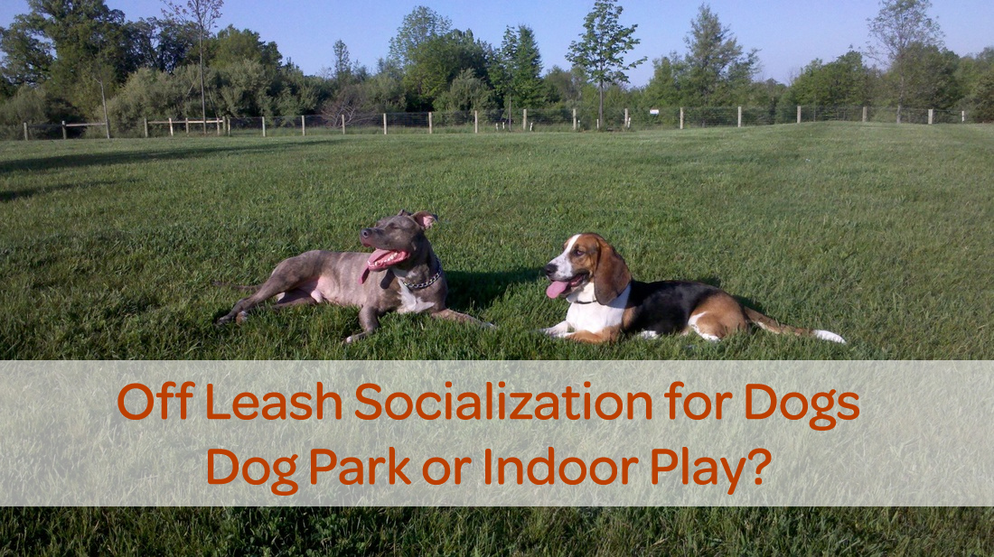 Go to the Dog Parks at Karner Farm? You’ll Love Dogtopia of Bloomfield
