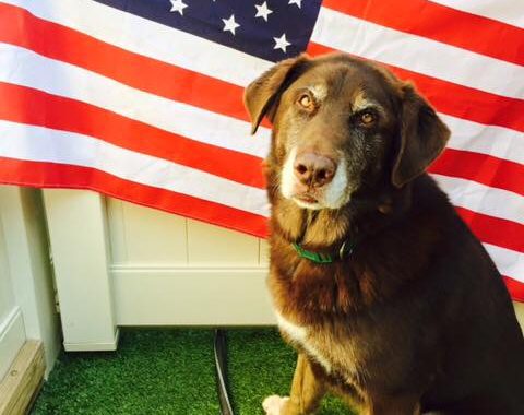 board your dog for fourth of july in bloomfield hills mi