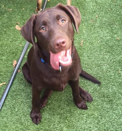 dog day care and boarding in bloomfield hills mi