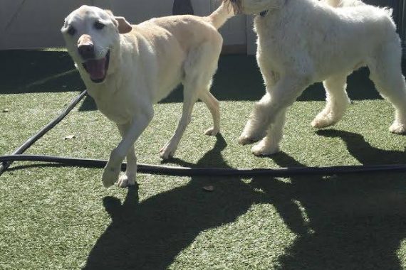 dog exercise at dog day care in bloomfield