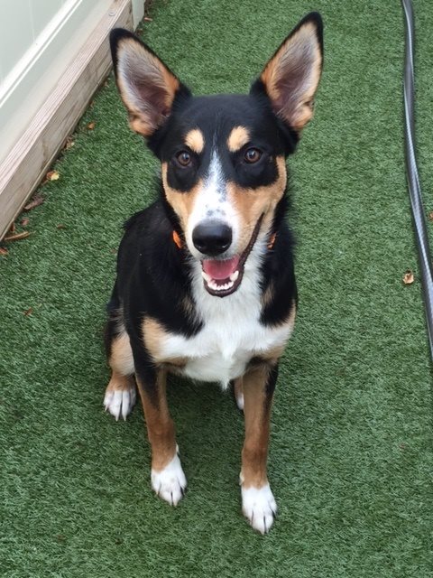 dogtopia of bloomfield dog day care facebook