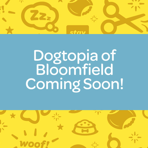 dogtopia of bloomfield hills doggy daycare