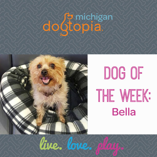 dog day care bloomfield dog of the week bella