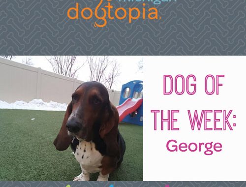 Dog day care bloomfield dog of the week george