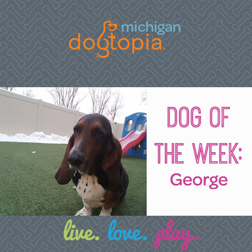Dog day care bloomfield dog of the week george