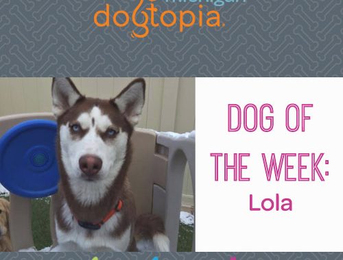 dog day care bloomfield dog of the week lola