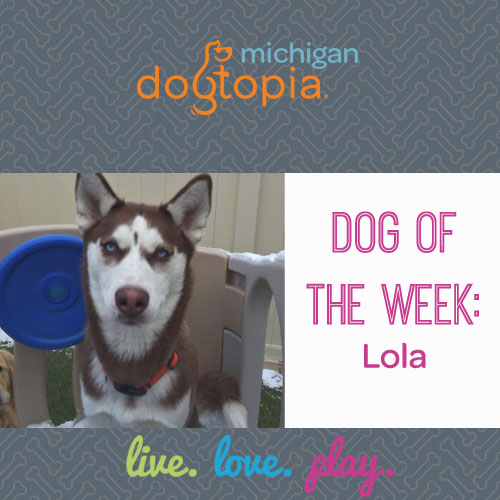 dog day care bloomfield dog of the week lola