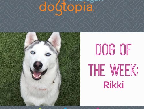 dog day care bloomfield dog of the week rikki