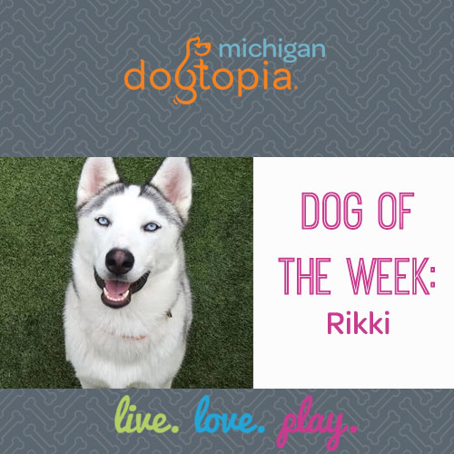 dog day care bloomfield dog of the week rikki