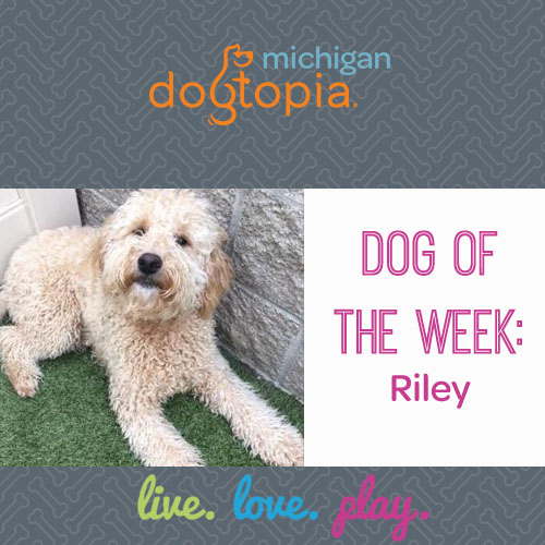 dog day care bloomfield dog of the week riley
