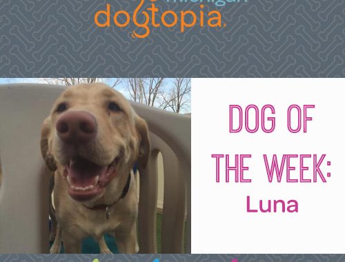 dog day care bloomfield dog of the week luna