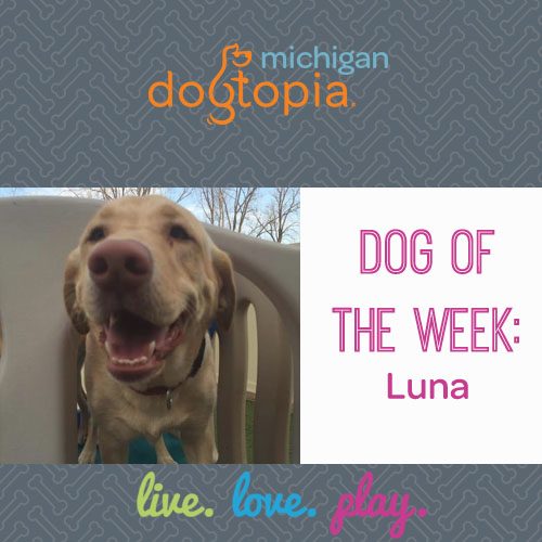 dog day care bloomfield dog of the week luna