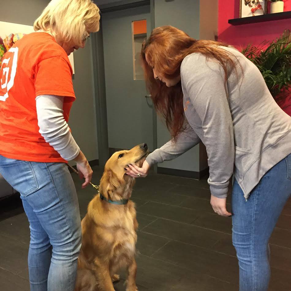 How to Pick the Best Dog Trainer for Your Pup Bloomfield