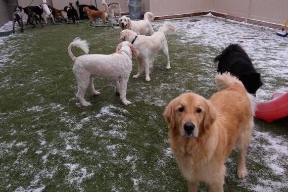 dog daycare near me