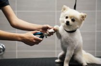 Nail Trim