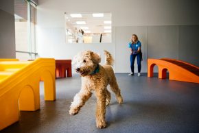 Dog playing at doggie daycare