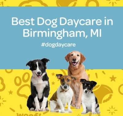 best dog daycare birmingham michigan