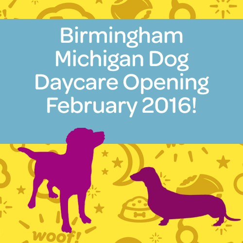 birmingham michigan dog daycare opening february 2016