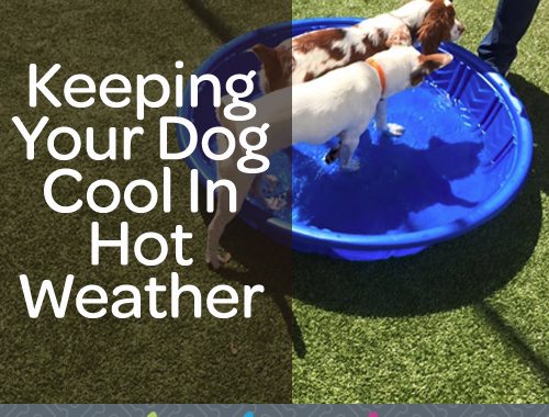 how to keep dogs cool outside in hot weather