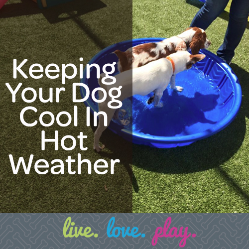 keeping dogs cool in hot weather birmingham mi