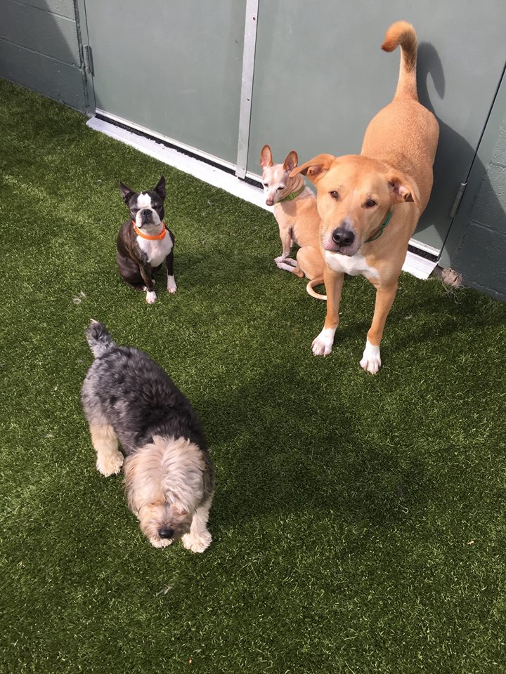 Ready for Puppy Boarding in Birmingham MI? Birmingham