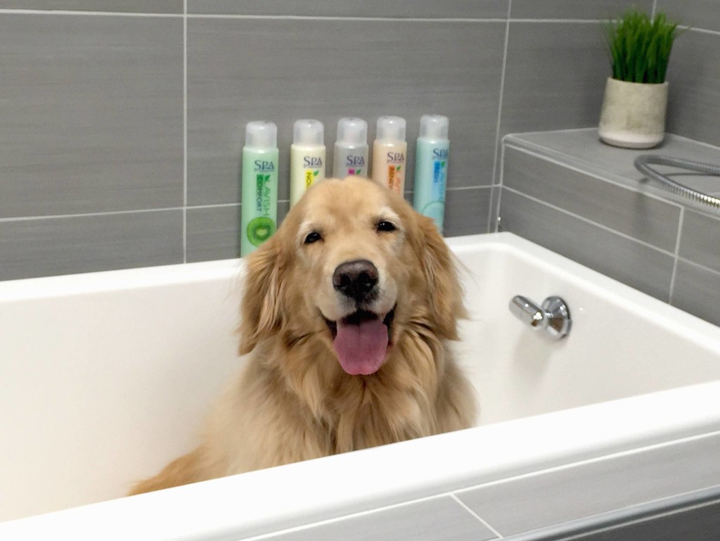 Treat Yourself to the Best SelfServe Dog Washes in Birmingham Birmingham